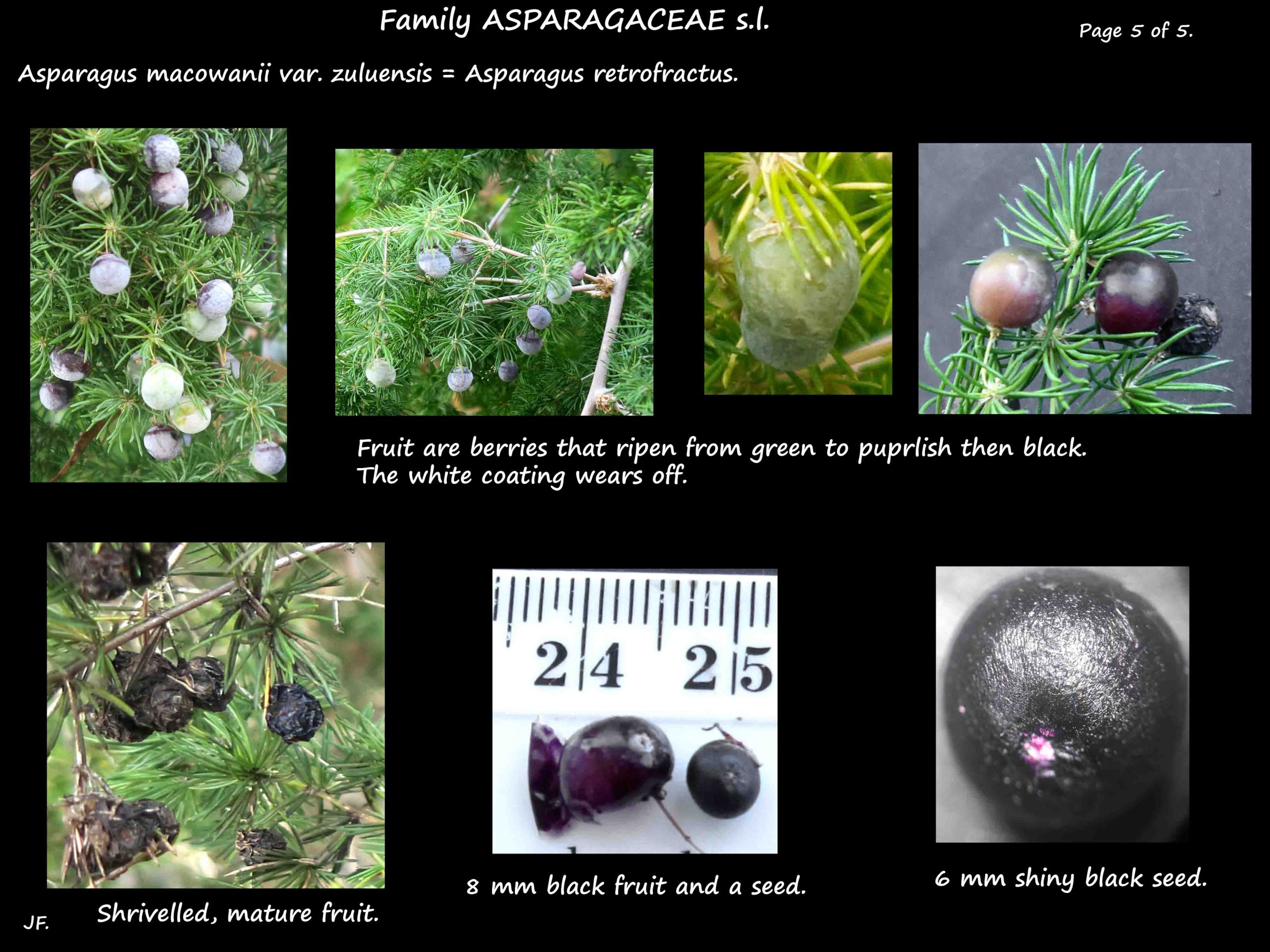 5 Asparagus retrofractus fruit